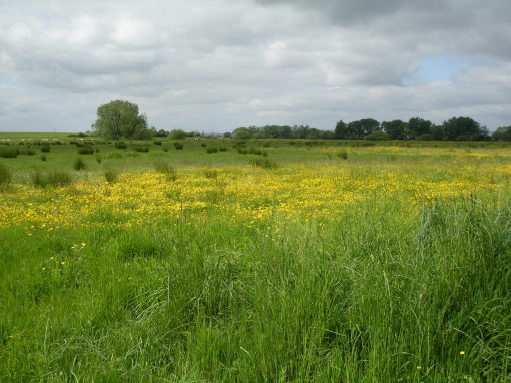 Lots of yellow (but still a bit grey overhead...)