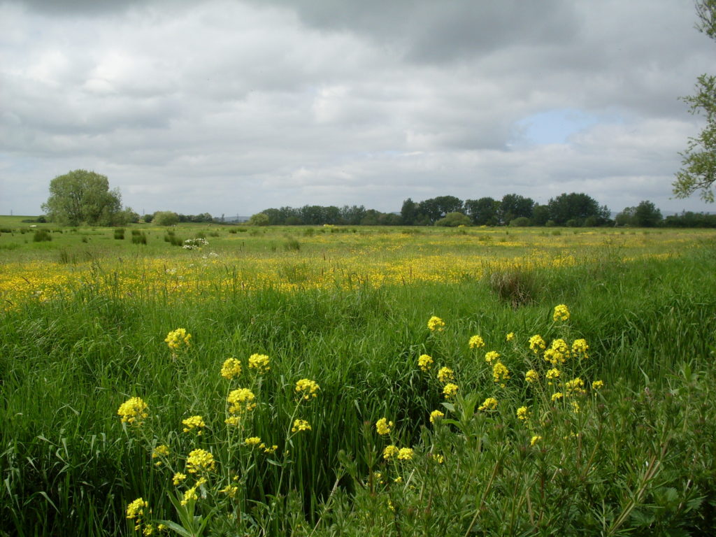 A good year for yellow (just making the point...!)